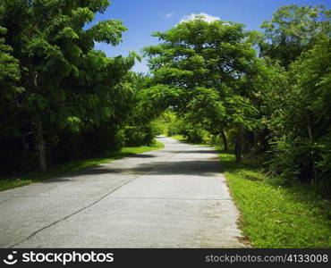 Trees along a road, Providencia, Providencia y Santa Catalina, San Andres y Providencia Department, Colombia