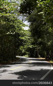 Trees along a road, Puerto Rico