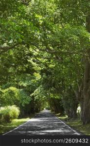 Trees along a road, Puerto Rico