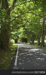 Trees along a road, Puerto Rico