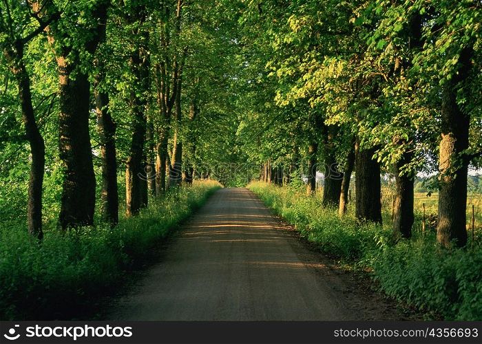 Trees along a road, Vaxjo, Sweden