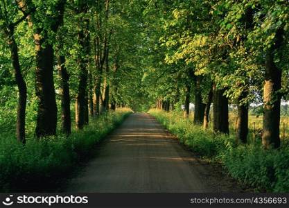 Trees along a road, Vaxjo, Sweden