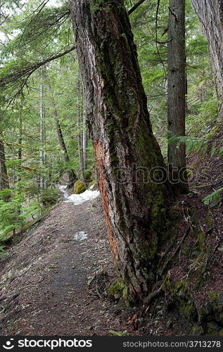 Trees along a trail in a forest, Nairn Falls Provincial Park, British Columbia, Canada