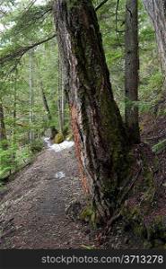 Trees along a trail in a forest, Nairn Falls Provincial Park, British Columbia, Canada
