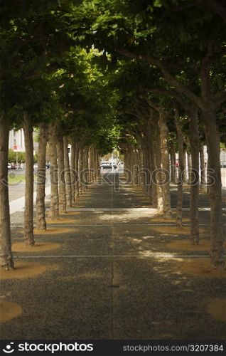 Trees along a walkway, San Francisco, California, USA