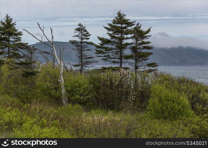 Trees along coast, Dingwall, Cabot Trail, Cape Breton Island, Nova Scotia, Canada