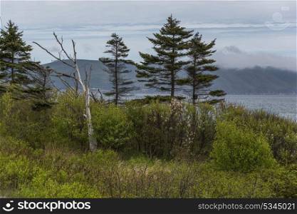Trees along coast, Dingwall, Cabot Trail, Cape Breton Island, Nova Scotia, Canada