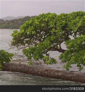 Trees along coast of Costa Rica