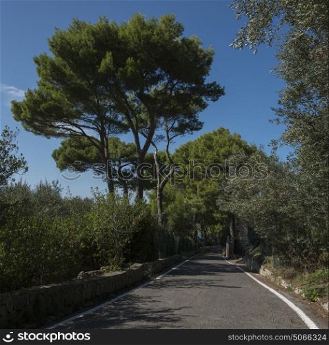 Trees along road, Capri, Campania, Italy