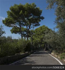 Trees along road, Capri, Campania, Italy