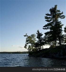 Trees along shoreline at Lake of the Woods, Ontario