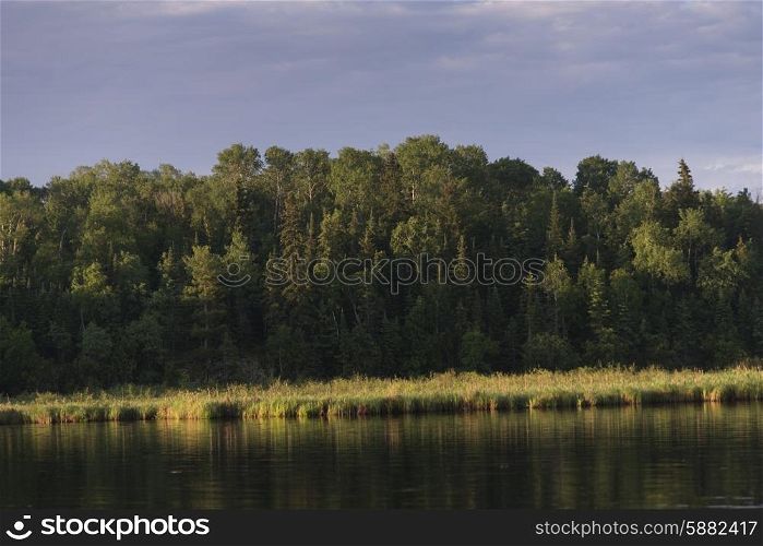 Trees along shoreline, Lake Of The Woods, Ontario, Canada
