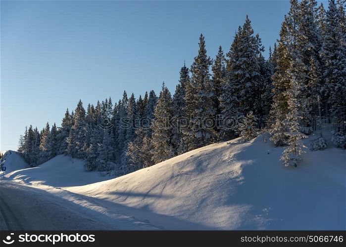 Trees along snow covered roadway, Alaska Highway, British Columbia, Canada