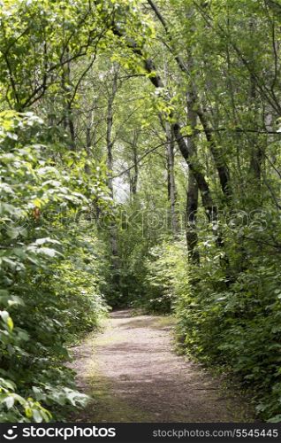 Trees along the pathway in the forest, Hecla Grindstone Provincial Park, Manitoba, Canada