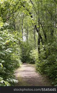 Trees along the pathway in the forest, Hecla Grindstone Provincial Park, Manitoba, Canada