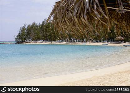 Trees along the seaside, Coral Cay, Dixon Cove, Roatan, Bay Islands, Honduras