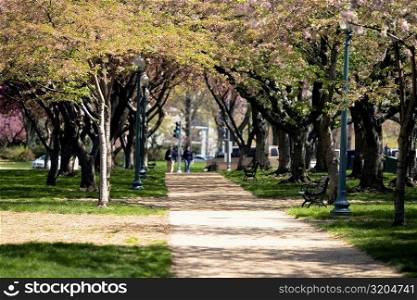 Trees along the walkway during the cherry blossom, Washington DC, USA