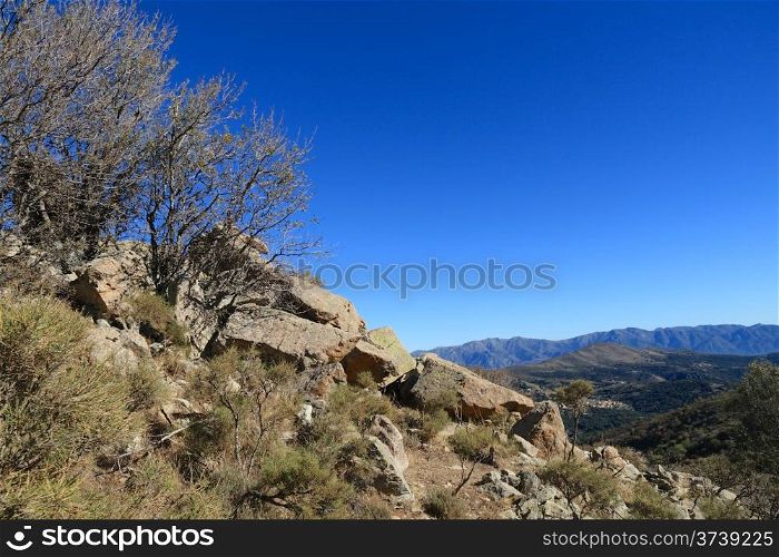 Trees amongst the rocks against a deep blue sky in Balagne region of Corsica