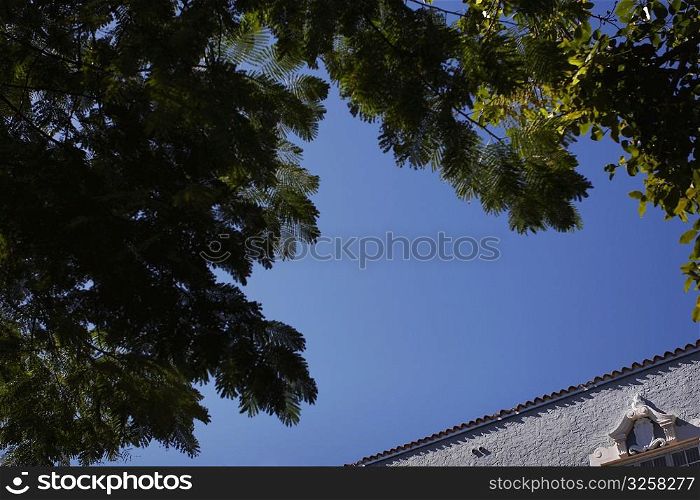 Trees and building against blue sky