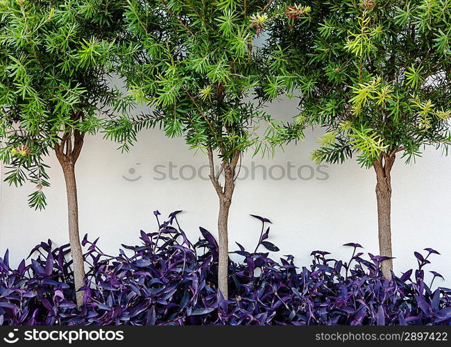 Trees and bushes near the white stone wall