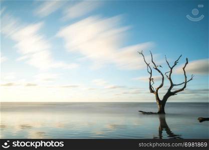 trees and driftwood on a deserted wild beach on the South Carolina coast