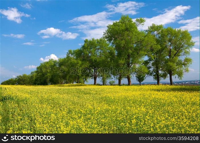 Trees and field with rape