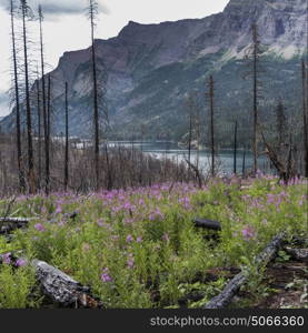 Trees and flowers in a forest, Glacier National Park, Glacier County, Montana, USA