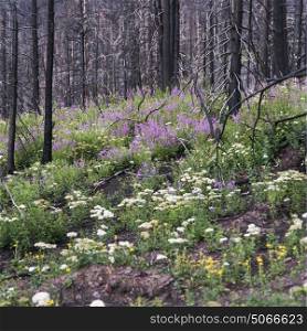 Trees and flowers in a forest, Glacier National Park, Glacier County, Montana, USA
