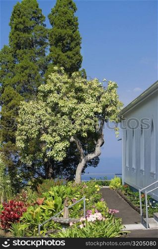 Trees and flowers near a church, St. Benedict&acute;s Catholic Church, Honaunau, Hawaii Islands, USA