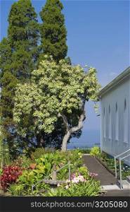 Trees and flowers near a church, St. Benedict&acute;s Catholic Church, Honaunau, Hawaii Islands, USA