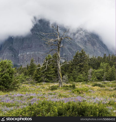 Trees and flowers on landscape with mountain in the background, Many Glacier, Glacier National Park, Glacier County, Montana, USA