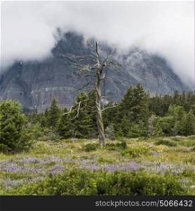 Trees and flowers on landscape with mountain in the background, Many Glacier, Glacier National Park, Glacier County, Montana, USA