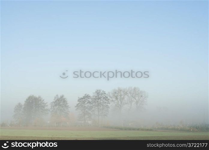 Trees and fog, large copy space.