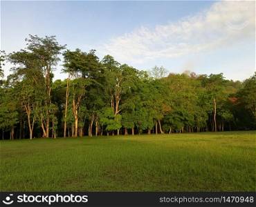 trees and grass field in morning
