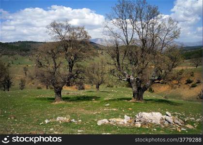 Trees and hills in rural area of Turkey