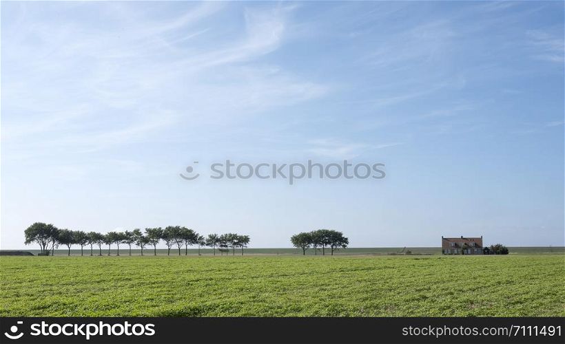 trees and lonely house under blue sky on grassy dyke in dutch province of friesland in the north of the country