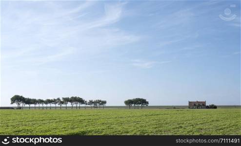 trees and lonely house under blue sky on grassy dyke in dutch province of friesland in the north of the country