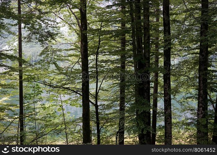 Trees and mountain range in Slovenian Alps