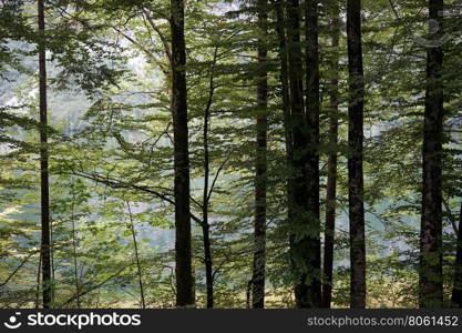 Trees and mountain range in Slovenian Alps