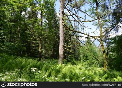 trees and other vegetation in spring green forest
