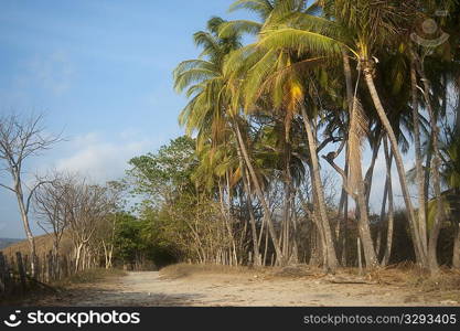 trees and palms astride a dirt road bounded by a rough fence