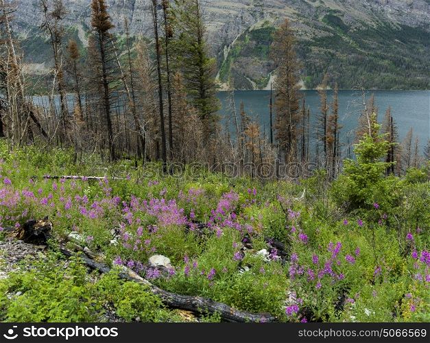 Trees and plants in a forest at lakeshore, Saint Mary Lake, Glacier National Park, Glacier County, Montana, USA