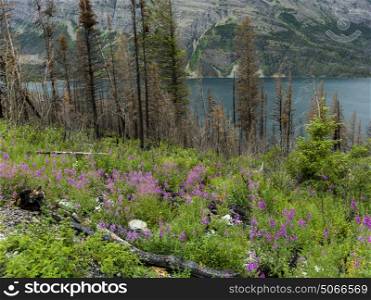 Trees and plants in a forest at lakeshore, Saint Mary Lake, Glacier National Park, Glacier County, Montana, USA