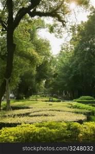 Trees and plants in a formal garden, Shamian Island, Guangzhou, Guangdong Province, China