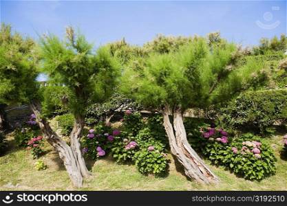 Trees and plants in a garden, Biarritz, Basque Country, Pyrenees-Atlantiques, Aquitaine, France