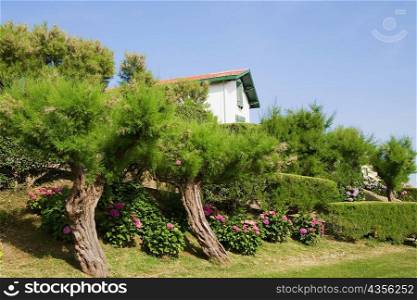 Trees and plants in a garden, St. Martin, Biarritz, France