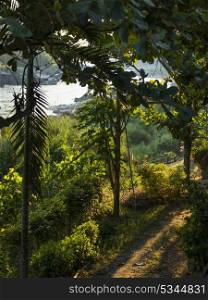 Trees and plants in forest at riverside, River Mekong, Laos