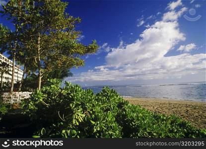 Trees and plants on the beach, Hawaii, USA