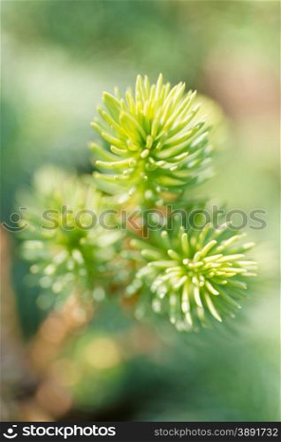 Trees and plants: tip of the fir tree branch, close-up shot, selective focus, intentional artistic blur