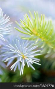 Trees and plants: two fir tree branches together, blue and green, close-up shot, selective focus, intentional artistic blur
